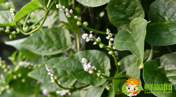 木耳菜的根莖能吃嗎，開(kāi)花的木耳菜吃起來(lái)怎么是酸的