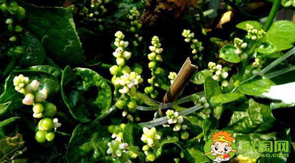 木耳菜開什么顏色的花，木耳菜的花是否去掉