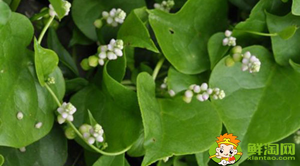 木耳菜開什么顏色的花，木耳菜的花是否去掉