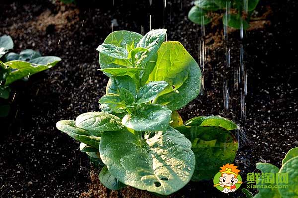 木耳菜如何過冬，木耳菜第二年還能長嗎