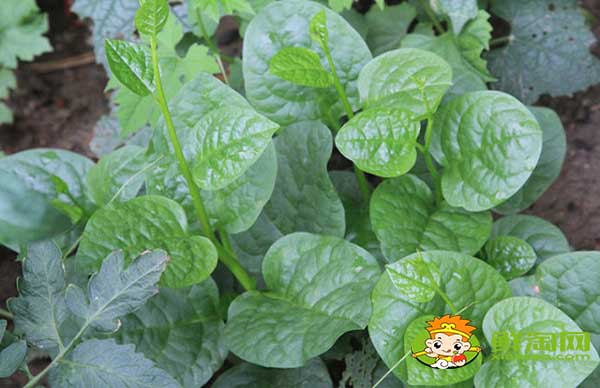 大葉木耳菜如何催芽，木耳菜種子催芽方法五種方法