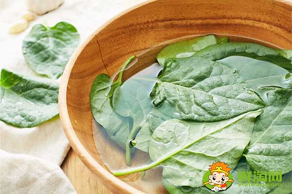 大葉木耳菜如何催芽，木耳菜種子催芽方法五種方法