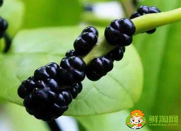 大葉木耳菜如何催芽，木耳菜種子催芽方法五種方法