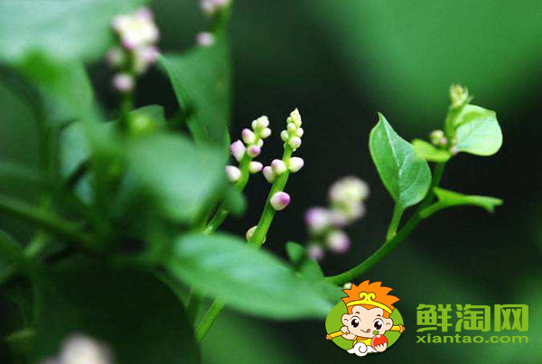 木耳菜開花了還能吃嗎，木耳菜開花了還會長葉子嗎