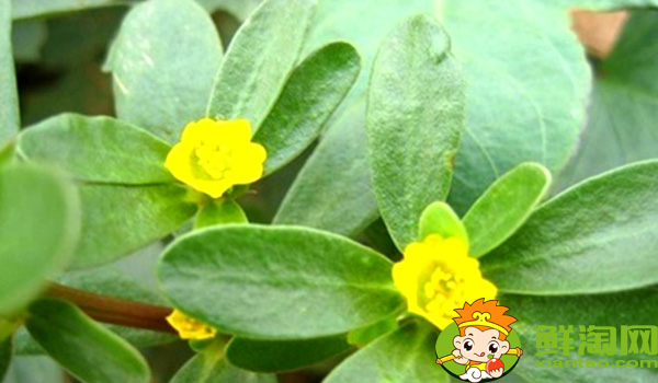 馬齒莧為什么叫長壽菜，黑色長壽菜就是馬齒莧嗎
