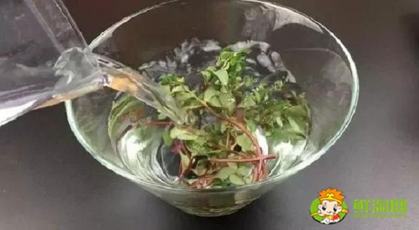 馬齒莧泡水喝用濕的還是干的，一般馬齒莧泡水喝多長(zhǎng)時(shí)間為好