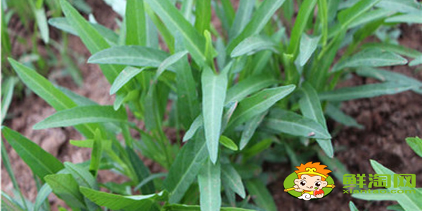 柳葉空心菜好還是大葉空心菜好，柳葉空心菜種子怎么種