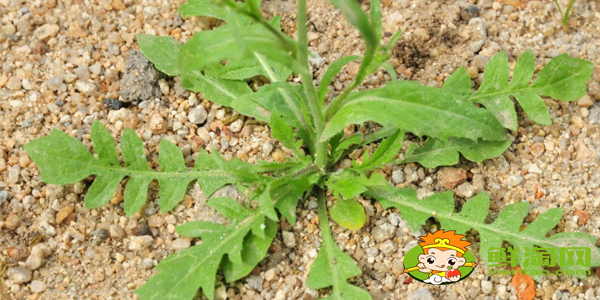 雪里紅是什么季節(jié)的菜，雪里紅和薺菜的區(qū)別