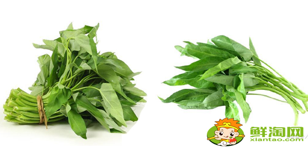 柳葉空心菜好還是大葉空心菜好，柳葉空心菜種子怎么種