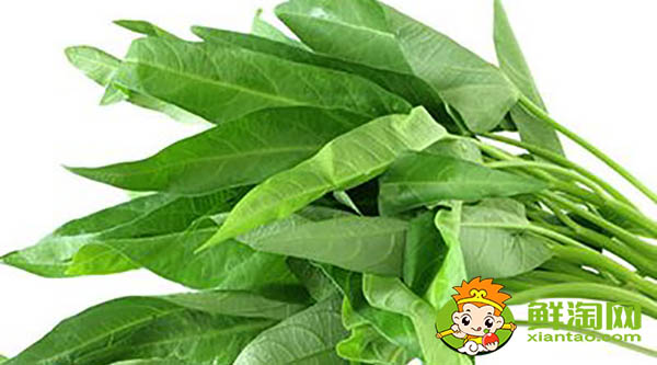 蕹菜又名什么，水雍菜和空心菜的區別