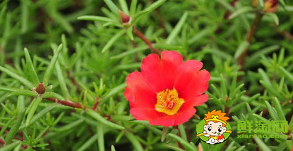 馬齒莧有幾種品種，能吃的馬齒莧有幾種