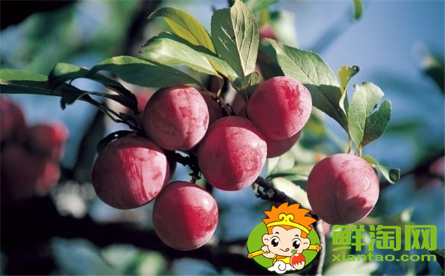 紅布林怎么選，紅布林怎么保存