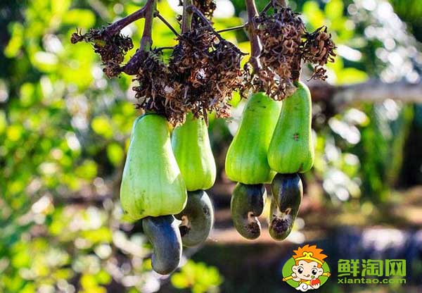 腰果主要產自哪個國家,世界腰果主產國排名榜