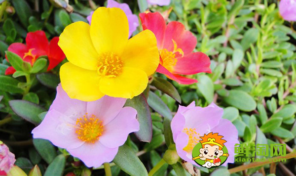 馬齒莧開什么顏色的花，馬齒莧圖片大全