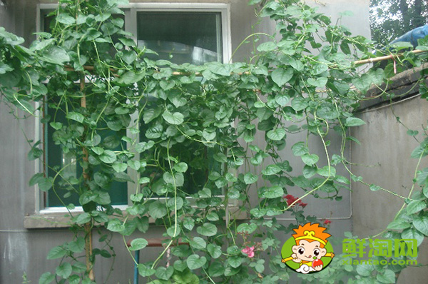 種植木耳菜需要搭架子嗎，木耳菜架子搭多高