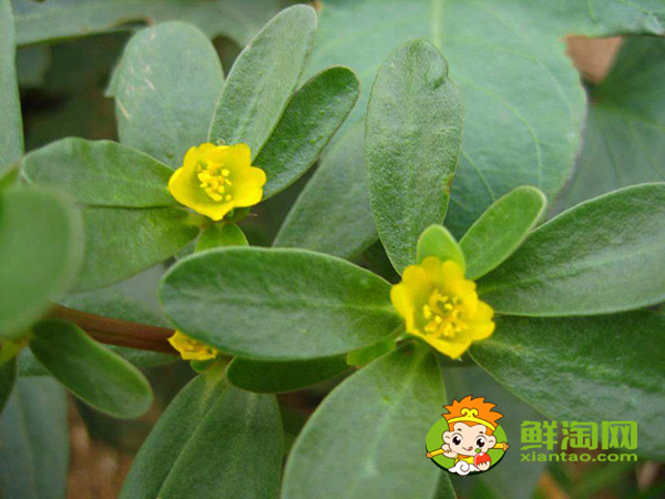 馬齒莧開什么顏色的花，馬齒莧圖片大全