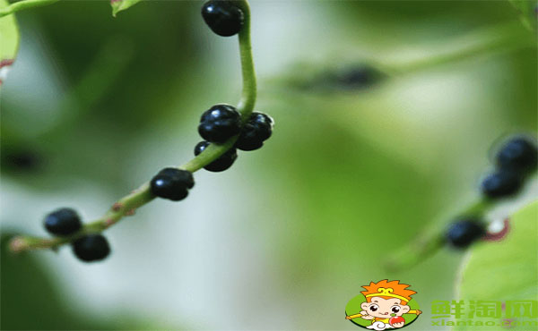 木耳菜的籽可以吃嗎，木耳菜的紫色籽能吃嗎