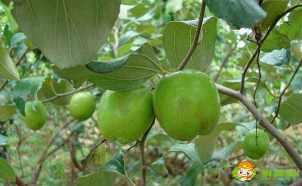 臺(tái)灣青棗有幾個(gè)品種，臺(tái)灣青棗哪個(gè)品種最好