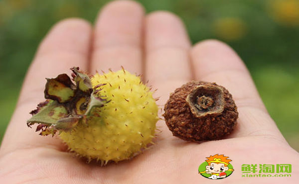 刺梨水怎么泡，刺梨干泡水為什么不能隔夜