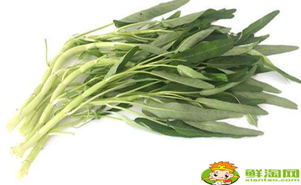 白桿空心菜青桿空心菜哪個(gè)好，白空心菜和綠空心菜的區(qū)別