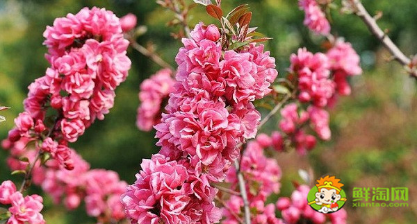 北美海棠紅色葉子是什么品種，北美海棠中果子最大的品種