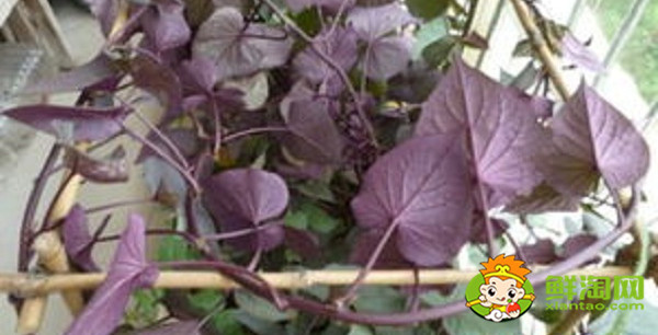 紫色木耳菜能吃嗎，木耳菜結(jié)的果實怎么吃