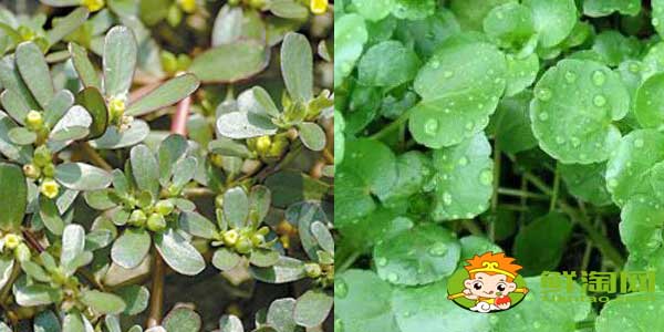 馬齒莧是不是東洋草，東洋草與馬齒莧有區別嗎