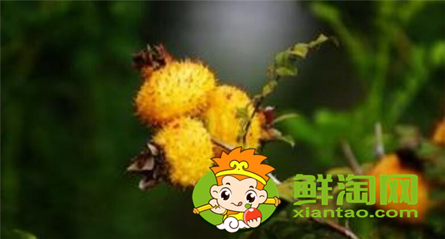 新鮮野刺梨怎么吃，金櫻子和刺梨子的區(qū)別