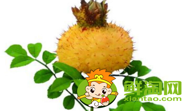 新鮮野刺梨怎么吃，金櫻子和刺梨子的區(qū)別
