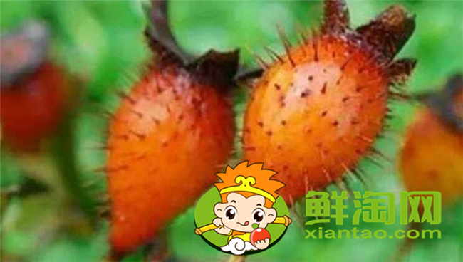 新鮮野刺梨怎么吃，金櫻子和刺梨子的區(qū)別