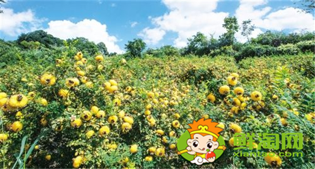 貴州刺梨基地在哪里，貴州最大的刺梨基地六盤水市