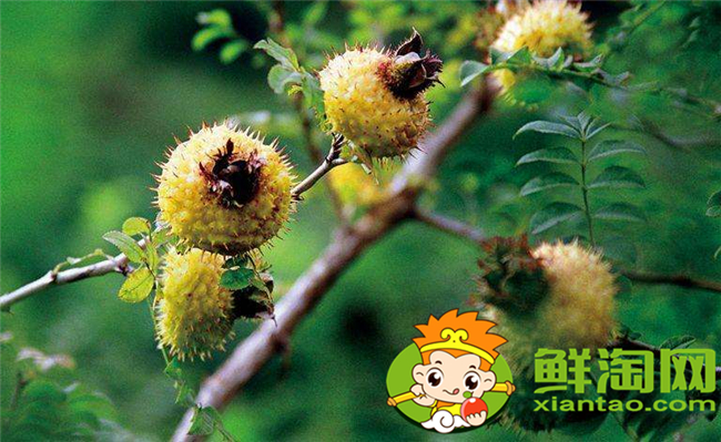 貴州刺梨基地在哪里，貴州最大的刺梨基地六盤水市