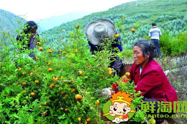 貴州刺梨基地在哪里，貴州最大的刺梨基地六盤水市
