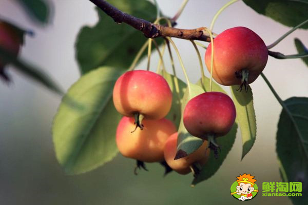 海棠果有毒嗎，花紅果和海棠果的區(qū)別