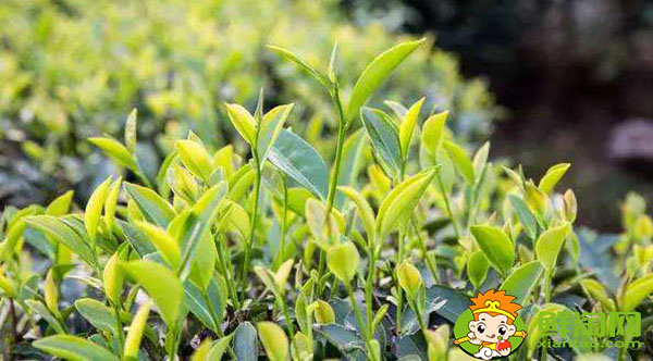 大紅袍的樹的品種是什么名，武夷山大紅袍母樹是最古老的茶樹嗎