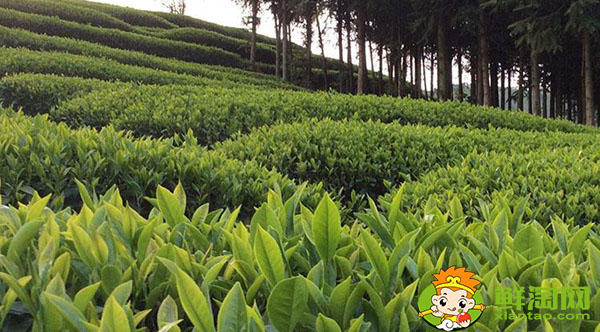 大紅袍的樹的品種是什么名，武夷山大紅袍母樹是最古老的茶樹嗎