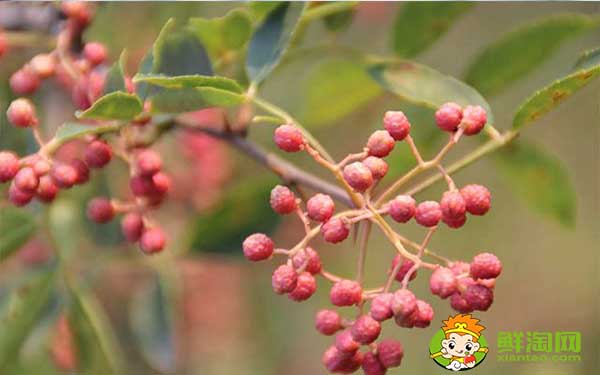 花椒應該怎么存放不跑味道，生花椒想存放一年怎么放