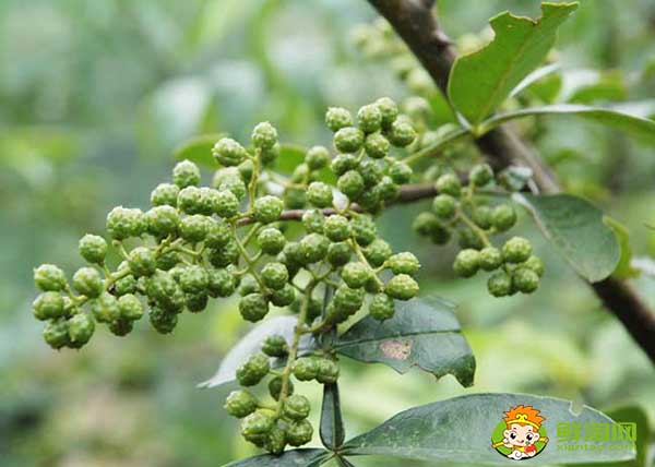 花椒能在塑料瓶里面存放嗎，花椒真空包裝可以存放多久