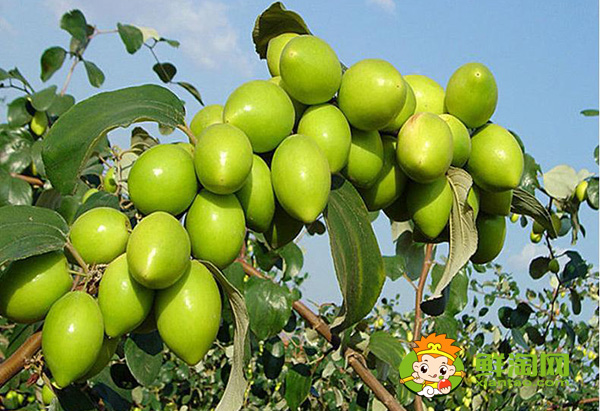 青棗熟了就是紅棗嗎，青棗可以怎么吃