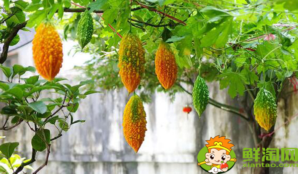 金鈴子什么時候可以吃，金鈴子成熟季節(jié)
