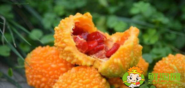 金鈴子一天可以吃幾個，金鈴子哪個品種好吃