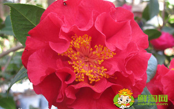 武夷巖茶大紅袍有幾種,大紅袍和獅子頭哪個(gè)品種好