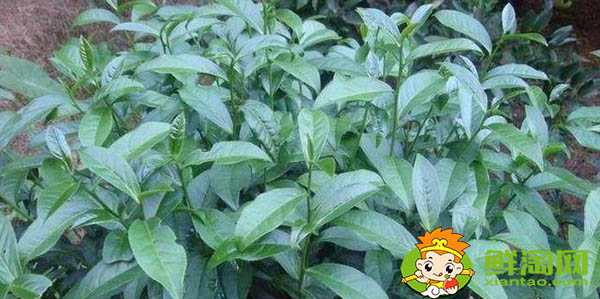奇蘭是大紅袍嗎，大紅袍是紅茶還是綠茶
