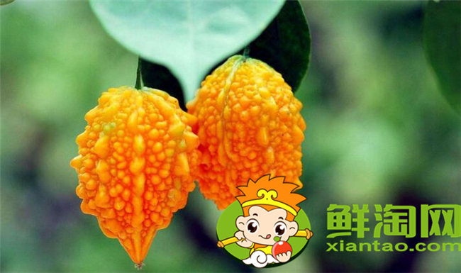 金鈴子葡萄賴怎么吃，金鈴子怎么泡水
