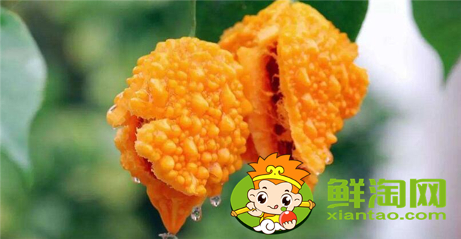 金鈴子葡萄賴怎么吃，金鈴子怎么泡水