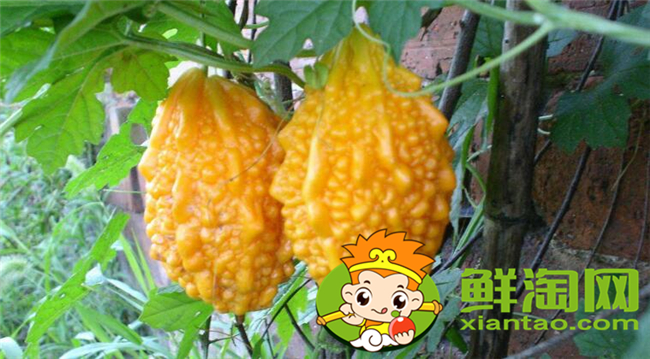 金鈴子葡萄賴怎么吃，金鈴子怎么泡水