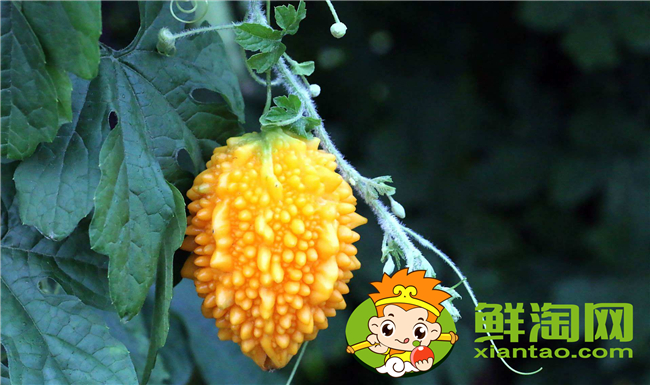 金鈴子黃了皮能吃嗎，金鈴子食用方法