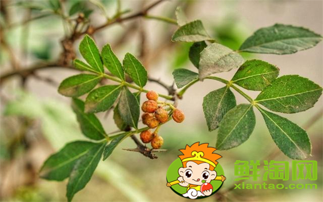 從花椒樹上摘的花椒用晾嗎,新摘的花椒要怎么處理