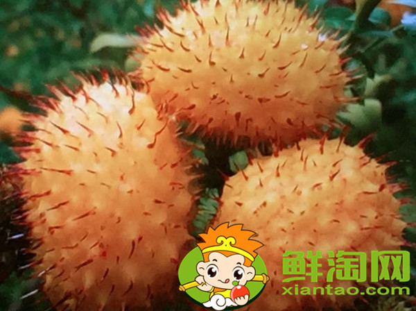 未成熟的刺梨怎么泡酒，刺梨酒能長期泡嗎