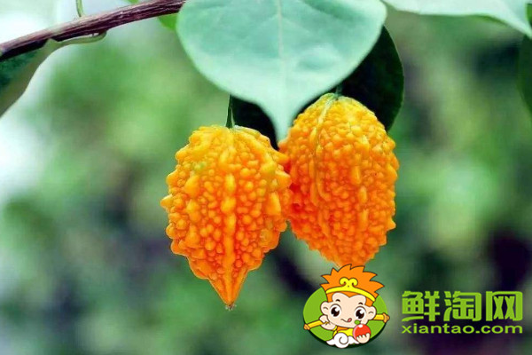 金鈴子的籽能吃嗎，金鈴子的種子怎么保存
